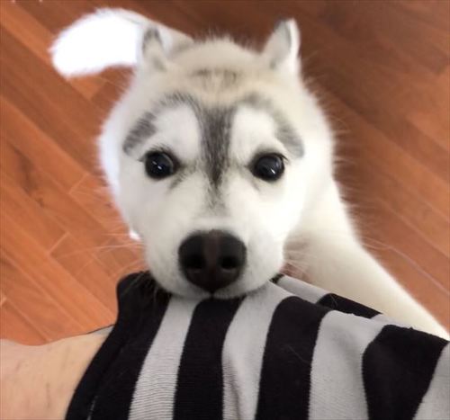 犬