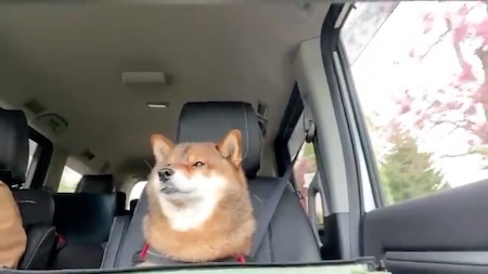 柴犬
