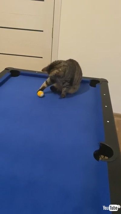 「Cute Kitty Shows off Some Billiard Skills || ViralHog」