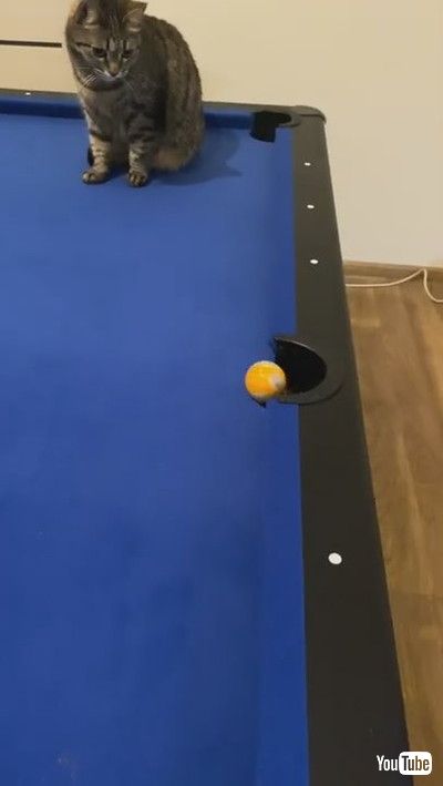 「Cute Kitty Shows off Some Billiard Skills || ViralHog」