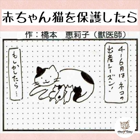 赤ちゃん猫を保護したら