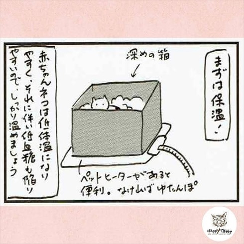 赤ちゃん猫を保護したら