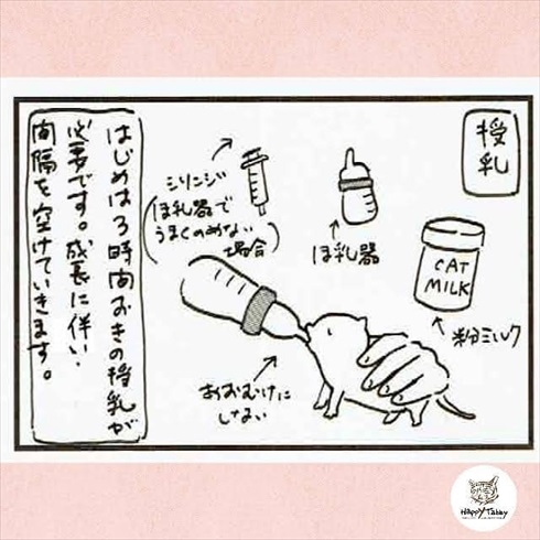 赤ちゃん猫を保護したら
