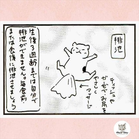 赤ちゃん猫を保護したら