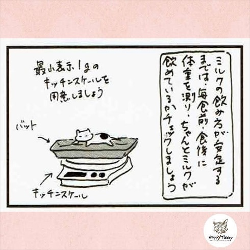 赤ちゃん猫を保護したら