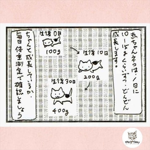 赤ちゃん猫を保護したら