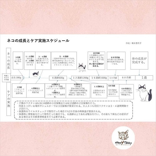 赤ちゃん猫を保護したら