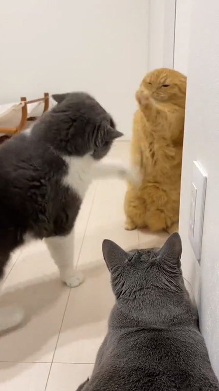 ガードするウニちゃん