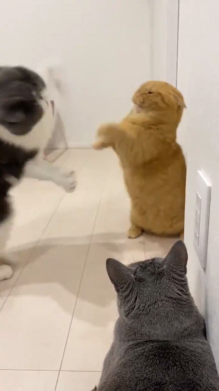 激しく攻防する2匹