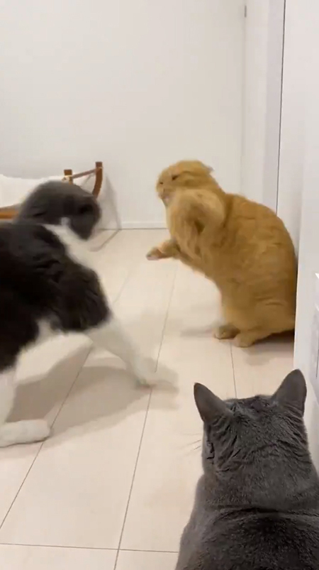 反撃するウニちゃん