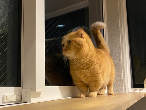 にゃるそっくウニちゃん