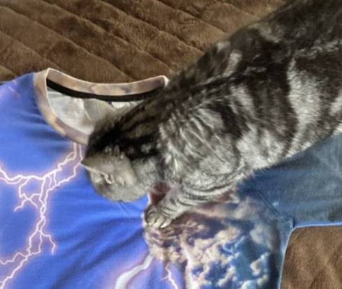 猫 モチコちゃん いなずま Tシャツ