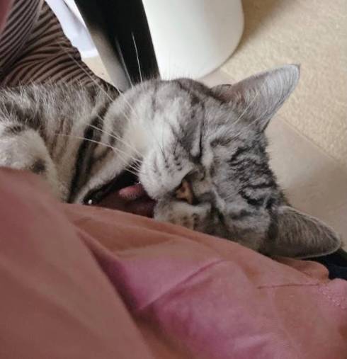 猫 モチコちゃん いなずま Tシャツ