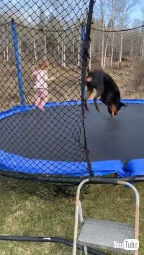 Enjoy Trampoline Time