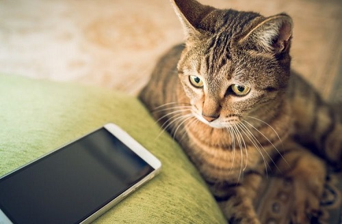 猫を撮影するコツ