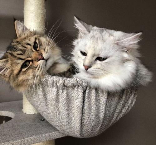 猫を撮影するコツ