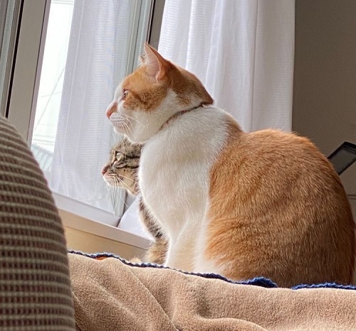 猫を撮影するコツ