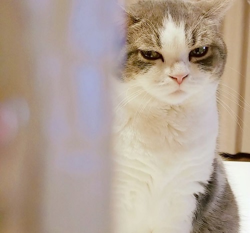 猫を撮影するコツ