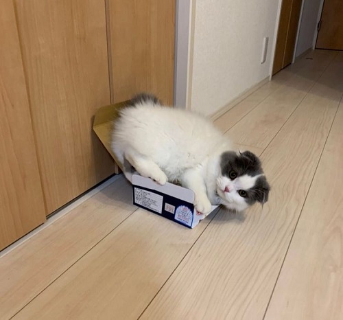 猫を撮影するコツ