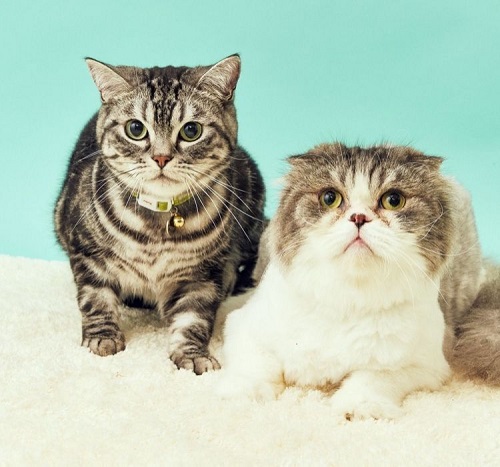 猫を撮影するコツ