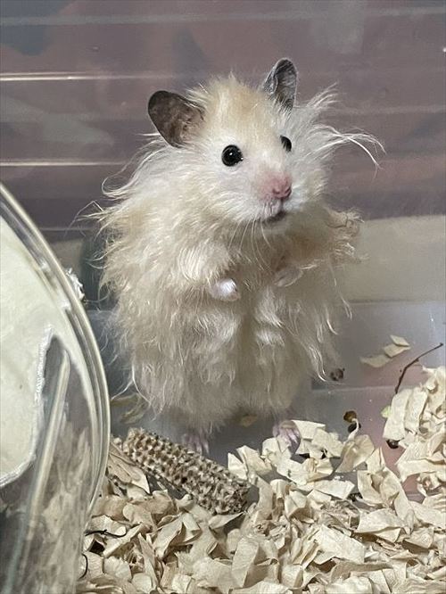 ハムスター