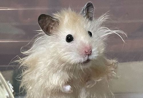 ハムスター