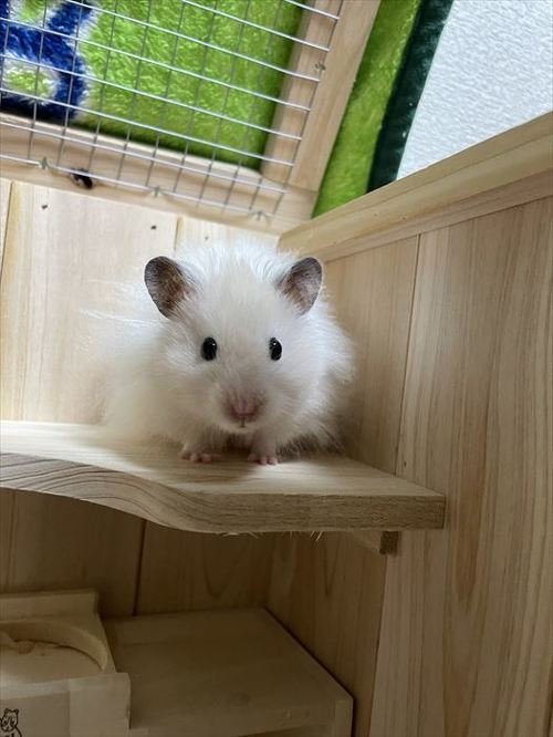 ハムスター