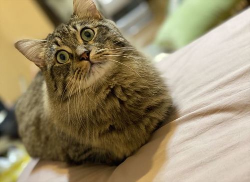 猫