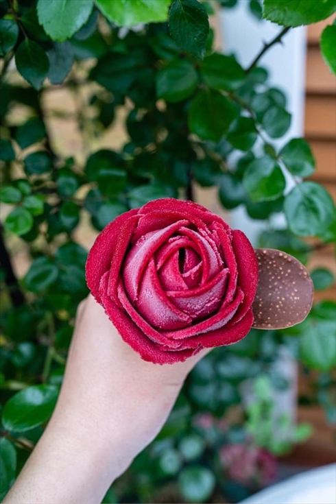 バラ 薔薇 ばら バラアイス 山形