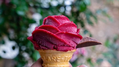 バラ 薔薇 ばら バラアイス 山形