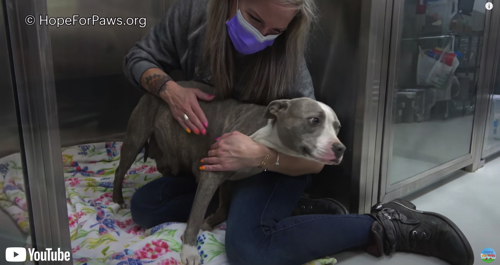 無事に出産したワンコ