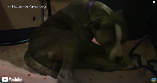 無事に出産したワンコ