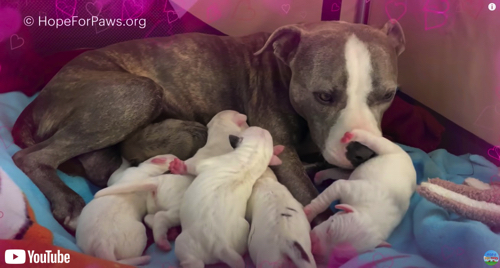 無事に出産したワンコ