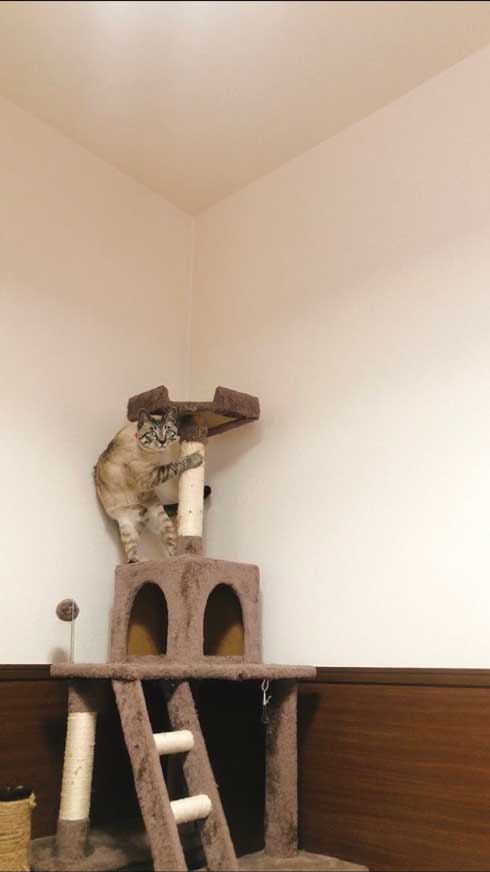 ビビリな猫