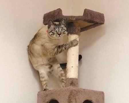 猫 掃除機 反応 変な体勢 怖がる 人間みたい かわいい つかまり立ち