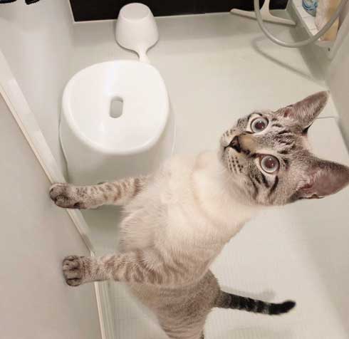 猫 掃除機 反応 変な体勢 怖がる 人間みたい かわいい つかまり立ち