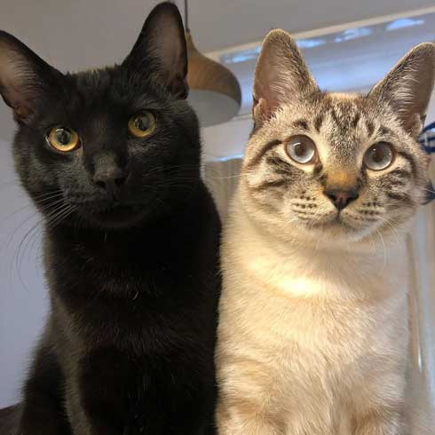 猫 掃除機 反応 変な体勢 怖がる 人間みたい かわいい つかまり立ち