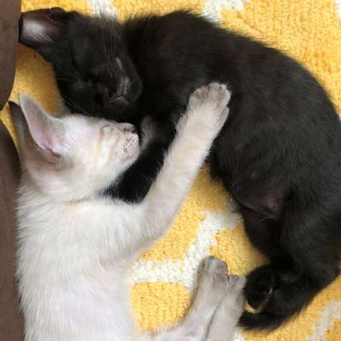 猫 掃除機 反応 変な体勢 怖がる 人間みたい かわいい つかまり立ち