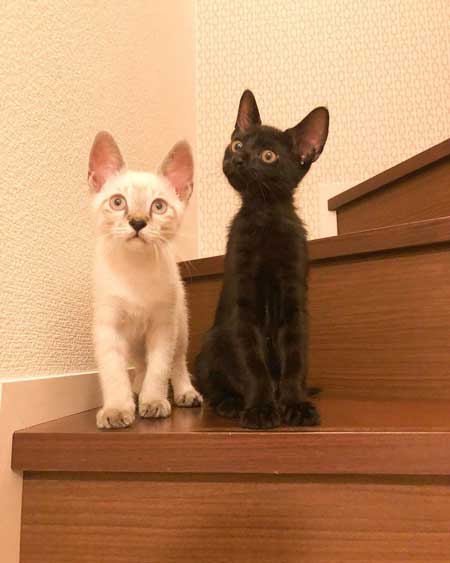 猫 掃除機 反応 変な体勢 怖がる 人間みたい かわいい つかまり立ち