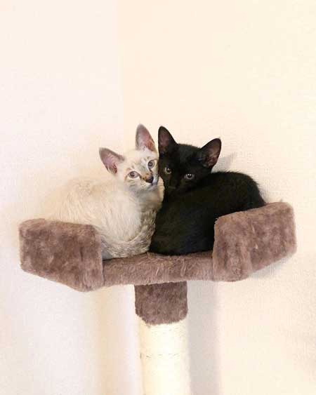 猫 掃除機 反応 変な体勢 怖がる 人間みたい かわいい つかまり立ち