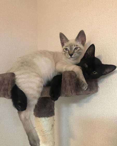 猫 掃除機 反応 変な体勢 怖がる 人間みたい かわいい つかまり立ち