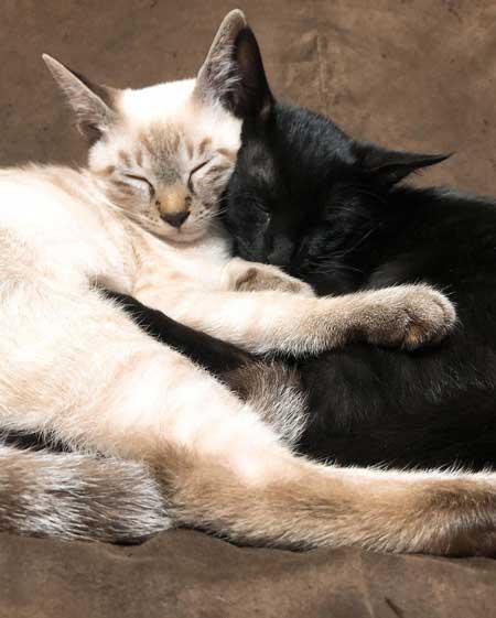 猫 掃除機 反応 変な体勢 怖がる 人間みたい かわいい つかまり立ち