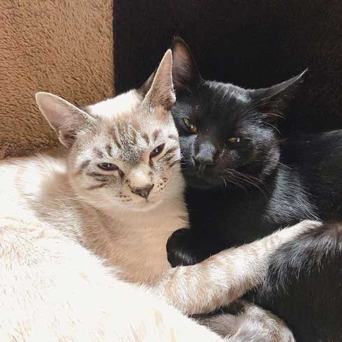 猫 掃除機 反応 変な体勢 怖がる 人間みたい かわいい つかまり立ち