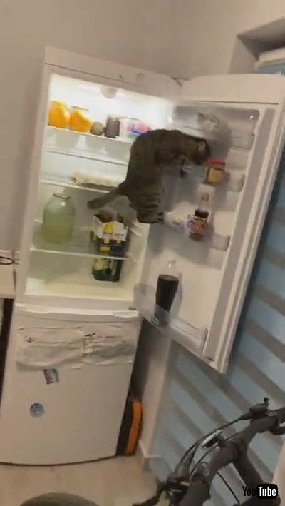 「Smart Kitty Keeps Climbing Fridge Shelves || ViralHog」