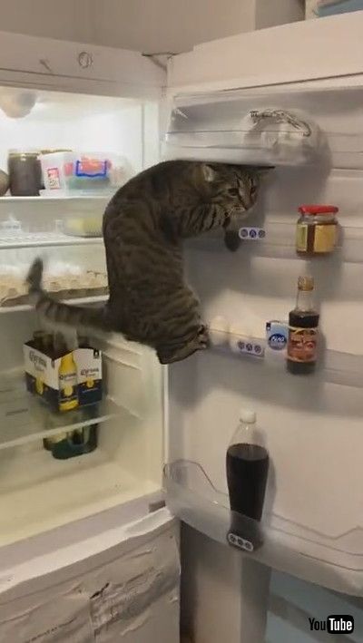 「Smart Kitty Keeps Climbing Fridge Shelves || ViralHog」