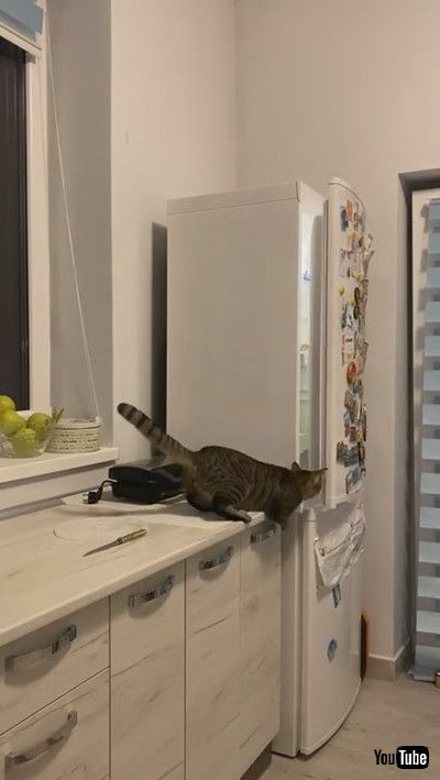 「Smart Kitty Keeps Climbing Fridge Shelves || ViralHog」