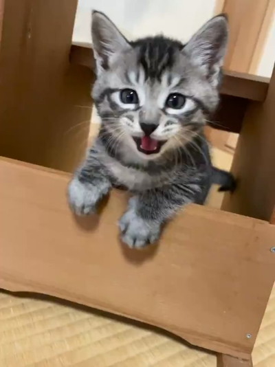 飛び出すごまちゃん