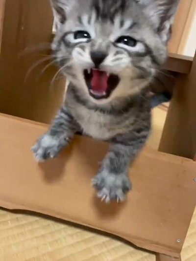 飛び出すごまちゃん