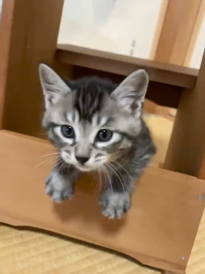 飛び出すごまちゃん