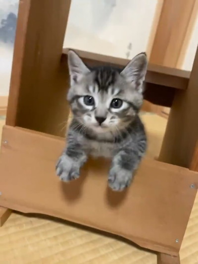 飛び出すごまちゃん